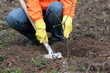 gardener planting the tree in spring