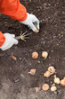 gardener sets onion