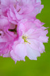 八重桜