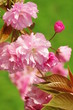 八重桜の花