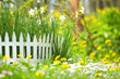 Flower Bed with Narcissuses and Decorative White Fence