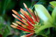 Orange flowers (Asoka, Saraca Asoca )