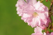 八重桜の花弁