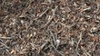 Anthill, red wood ants close-up. Timelapse. Anthill, red wood ants close-up. Timelapse.