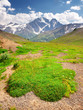 Meadow in mountain