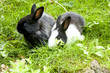 Two little rabbits