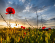 Wild Poppies And Sunrise