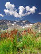 Mountain and grass