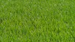 Video: grüne Wiese grüne Wiese