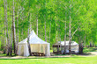 In the birch forest