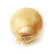 Onion