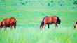 Video: Horses grazing in the meadow Horses grazing in the meadow