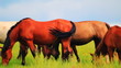 Video: Horses grazing in the meadow Horses grazing in the meadow