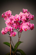 Foto: orchid orchid
