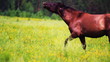 Horses grazing in the meadow