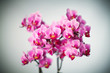 Foto: orchid background orchid background
