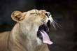Calm majestic lioness yawning - outdoor scene