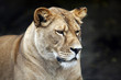 Calm majestic lioness - outdoor scene
