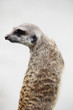 Suricate in its natural environment - outdoor scene