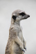 Suricate in its natural environment - outdoor scene
