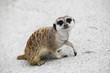 Suricate in its natural environment - outdoor scene