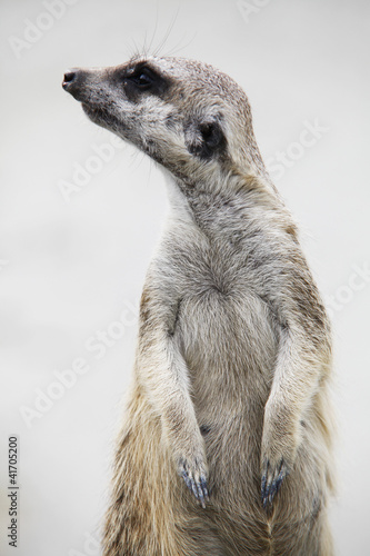 Photo: Suricate in its natural environment - outdoor scene Suricate in its natural environment - outdoor scene