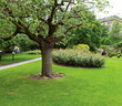 Tree in the park