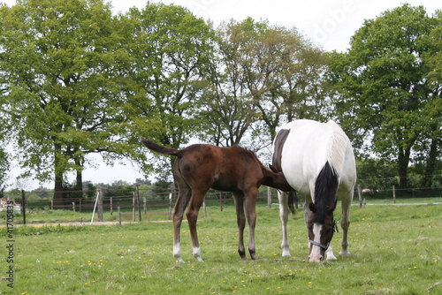 Photo: The foal drinks milk from the mother The foal drinks milk from the mother