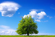 Ecology