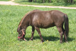 Brown small pony in harness eating grass outdoor Brown small pony in harness eating grass outdoor