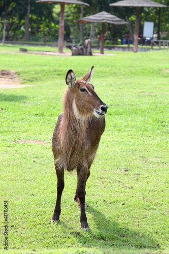 Photo: Waterbuck are standing and relax Waterbuck are standing and relax