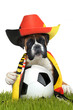 Foto: Boxer 302 Boxer 302