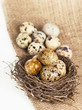 Urban birds nest with three eggs inside, isolated on white Urban birds nest with three eggs inside, isolated on white