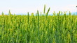 Spikes of wheat rustling in the wind. Spikes of wheat rustling in the wind.