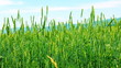 Spikes of wheat rustling in the wind. Spikes of wheat rustling in the wind.