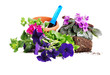 Foto: Petunias and violets flowers Petunias and violets flowers