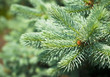 Silver, blue spruce pine, fir tree Silver, blue spruce pine, fir tree