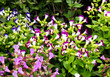 Blossoming flowers