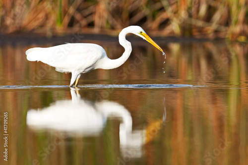 Photo: Great Egret, Ardea Alba, fishing Great Egret, Ardea Alba, fishing