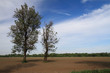 Plowed field
