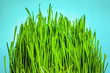 Photo: grass grass