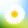 Camomile And Sky Camomile And Sky