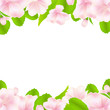 Apple Tree Flowers With Frame Apple Tree Flowers With Frame
