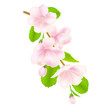Apple Tree Flowers Apple Tree Flowers