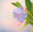Beautiful floral blurred background