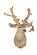 Untypical Mule deer Untypical Mule deer