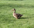 Ente auf der Wiese