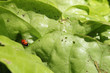 salatkäfer