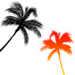 Vacances sous les palmiers