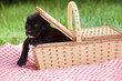 Puppy in Basket
